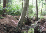 Teesinkbeek